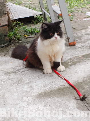 Persian cat